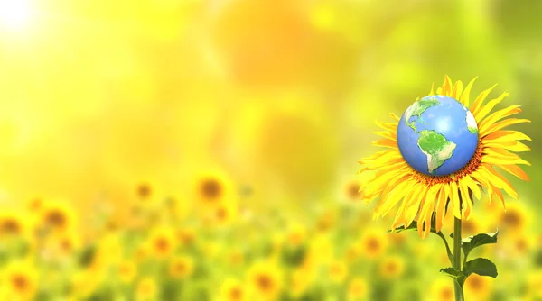 Zonnebloem en aarde op zonnige achtergrond — Stockfoto