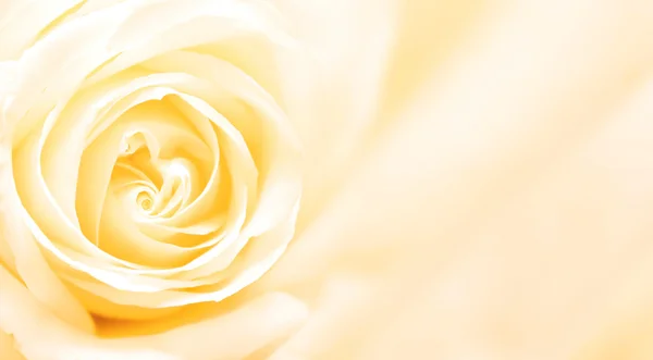 Banner with yellow rose — Stock Photo, Image