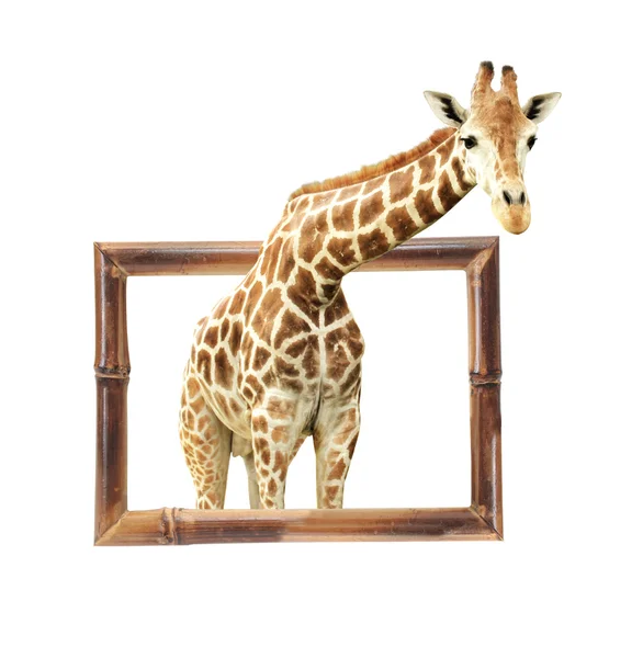 Žirafa v rámci bambus s 3d efektem — Stock fotografie
