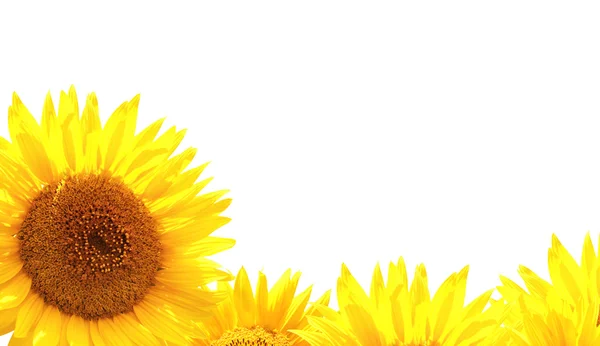 Border with sunflowers — Stock Photo, Image