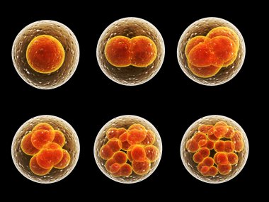 Hücre bölünmesi işlemi