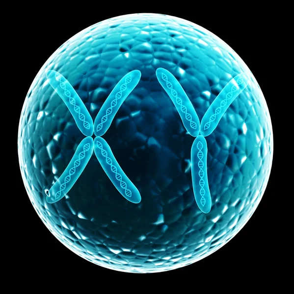 X and Y chromosome in cell — Stock Photo, Image