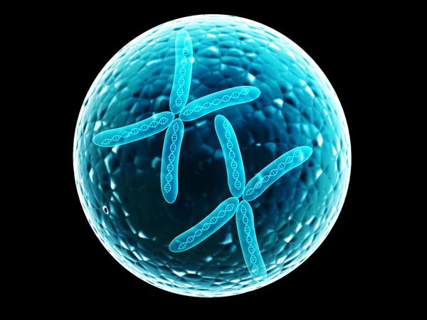 Två X-kromosom i cell — Stockfoto