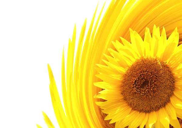 Dekorativer Hintergrund mit Sonnenblume — Stockfoto