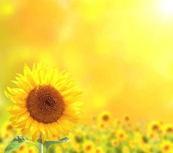 Ljusa solrosor på gul bakgrund — Stockfoto