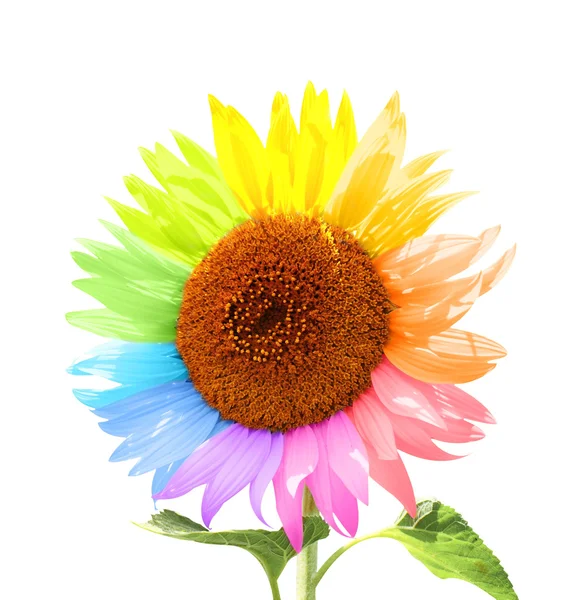 Petals of a sunflower painted in different colors — Stock Photo, Image