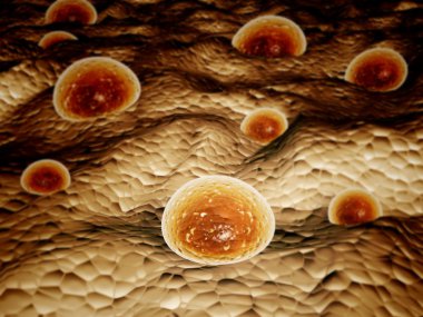 Koloni patojenik bakterilerin