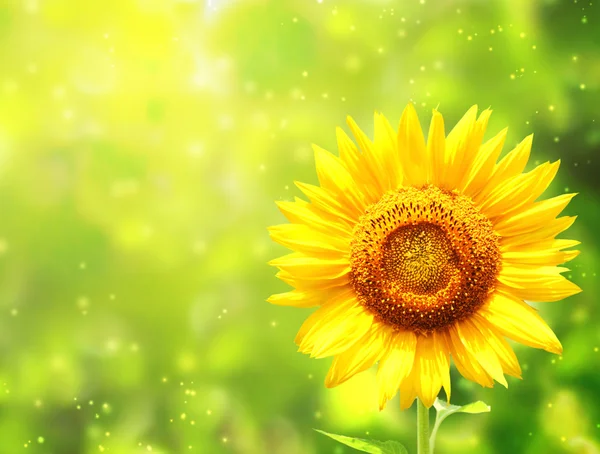 Bright yellow sunflower on green background — Stock Photo, Image