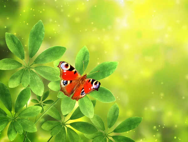 Green leaves and butterfly on sunny background — Stock Photo, Image