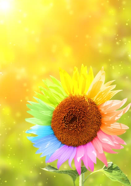 Sunflower with petals painted in different colors — Stock Photo, Image