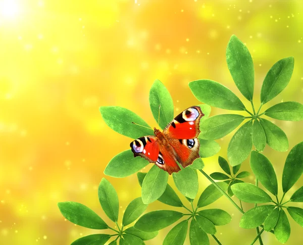 Groene bladeren en vlinder op zonnige achtergrond — Stockfoto