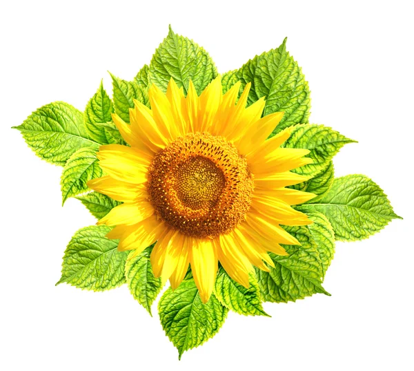 Slunečnice se zelenými listy — Stock fotografie