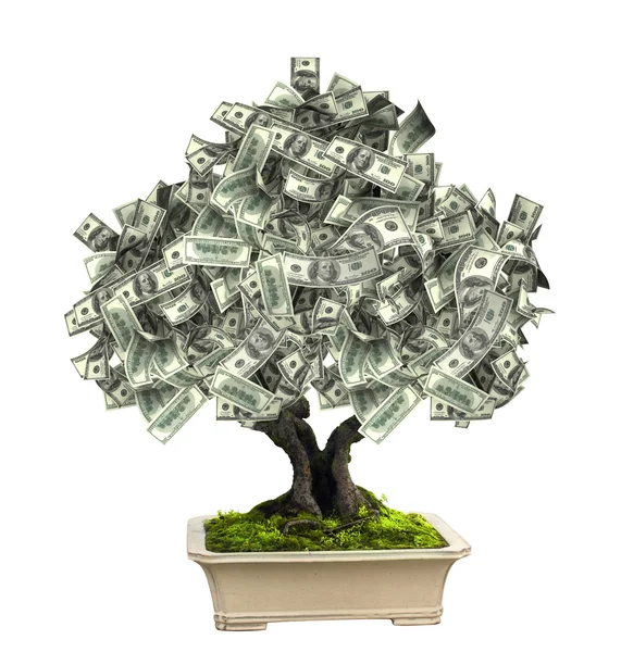Árvore monetária com notas de dólar — Fotografia de Stock