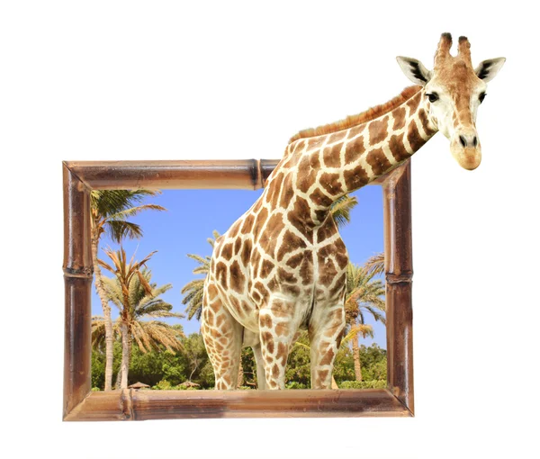 Giraffe in bamboo frame with 3d effect — Stock Photo, Image