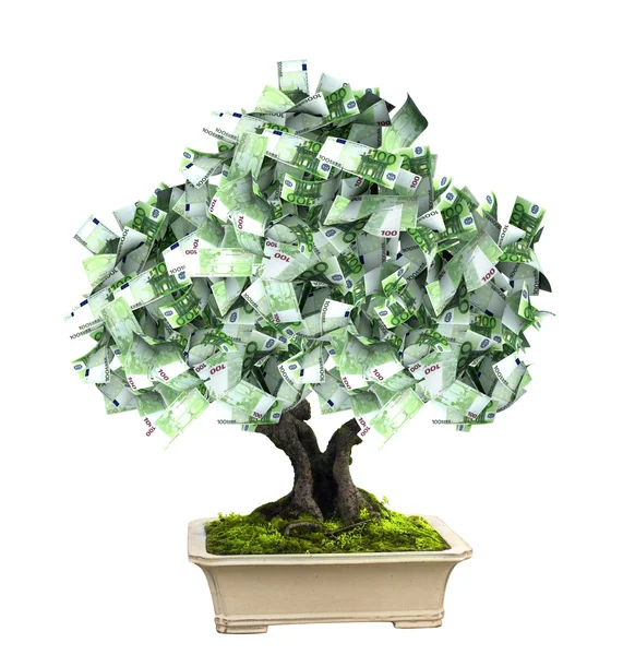 Грошове дерево з євро банкнотами — стокове фото