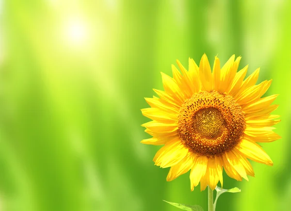 Bright yellow sunflower on green background — Stock Photo, Image