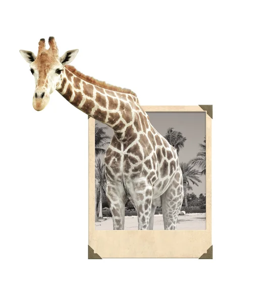 Giraffe in old photo frame with 3d effect — Stock Photo, Image