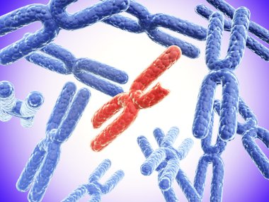 Kırmızı X kromozom ve tam mavi X kromozomu kırık 