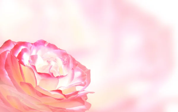 Banner mit rosa Rose — Stockfoto