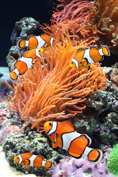 Sea anemone and clown fish — Stock Photo, Image