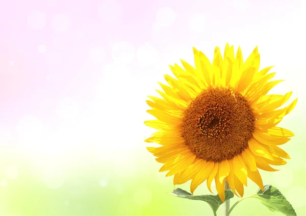 Bright yellow sunflower on sunny background — Stock Photo, Image