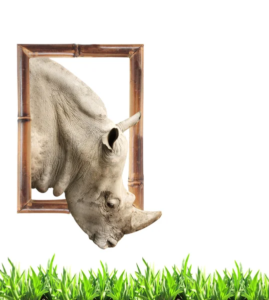 Rhinocéros dans un cadre en bambou avec effet 3D — Photo