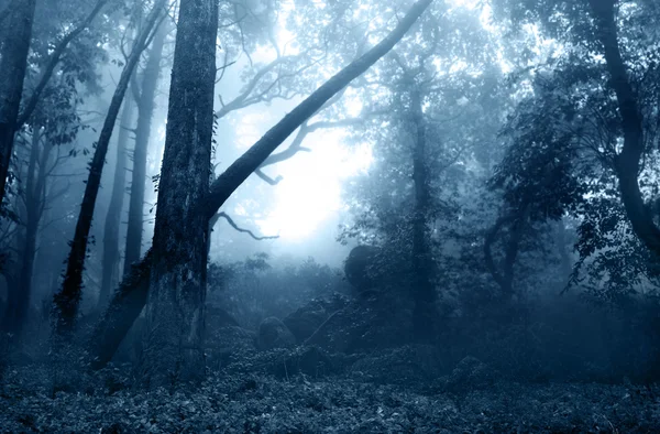 Nebbia nella foresta — Foto Stock