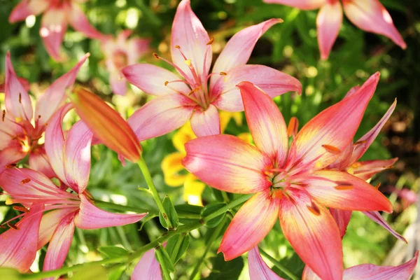 Beautiful lilies on flowerbed — Stock Photo, Image