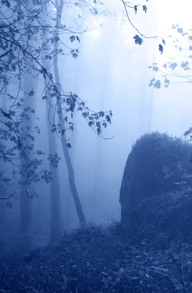 Nebbia nella foresta — Foto Stock