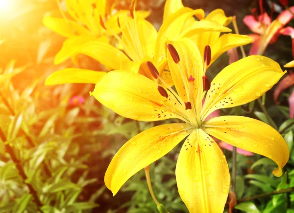 Lindos lírios amarelos no canteiro de flores — Fotografia de Stock