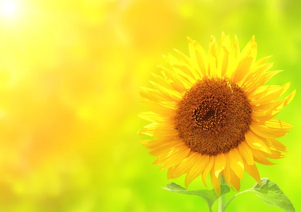 Bright yellow sunflower on green background — Stock Photo, Image