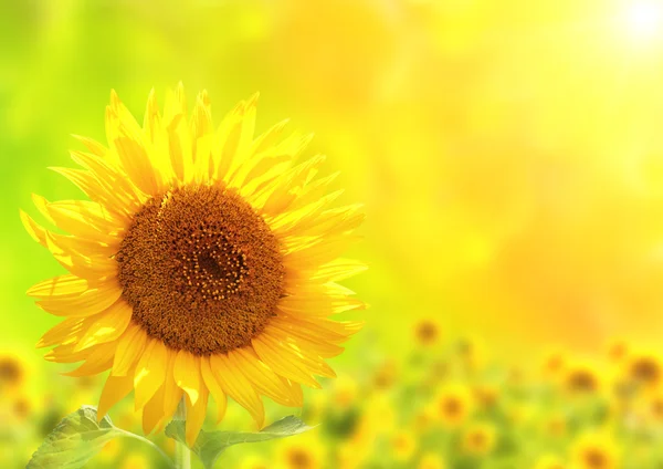 Bright yellow sunflower on green background — Stock Photo, Image