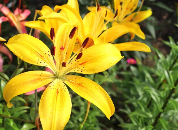 Güzel sarı zambaklar flowerbed üzerinde — Stok fotoğraf