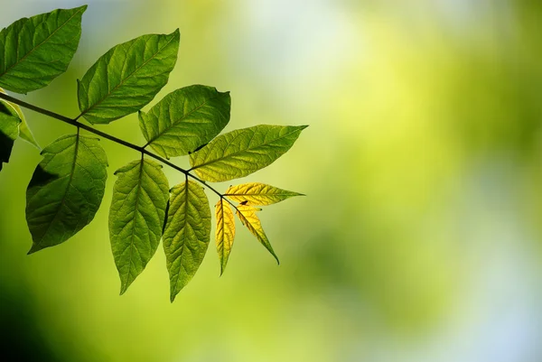 Ветка с листьями — стоковое фото