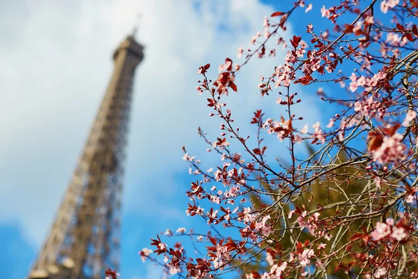 Frühling in Paris — Stockfoto