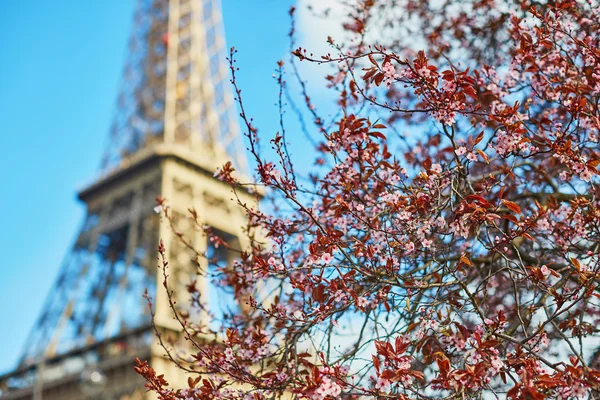 Frühling in Paris — Stockfoto