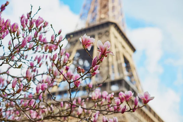 Весна в Париже — стоковое фото