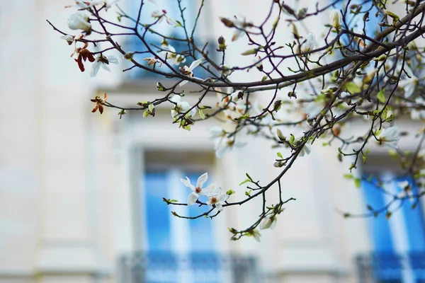 Magnolia bianca in piena fioritura su una strada parigina — Foto Stock