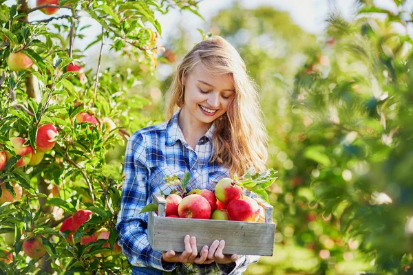 Beautiful young woman picking ripe organic apples — Stock Photo, Image