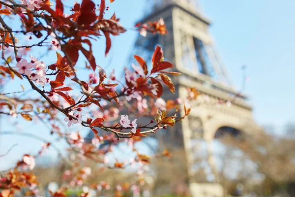 Fiori di ciliegio a Parigi — Foto Stock