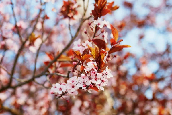 美丽的粉红色的樱桃花 — 图库照片