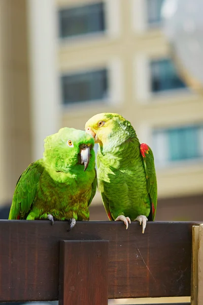 Couple of parrots on a branch — Stock Photo, Image