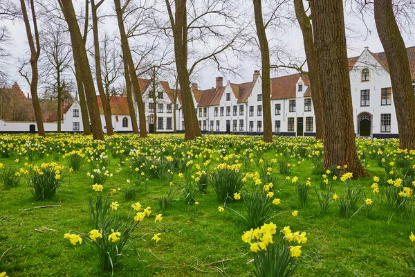 Yellow narcissus in Brugge Beguinage — Stock Photo, Image