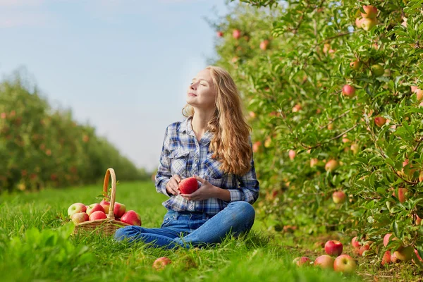 Kobieta pobrania dojrzałych jabłek ekologicznych — Zdjęcie stockowe