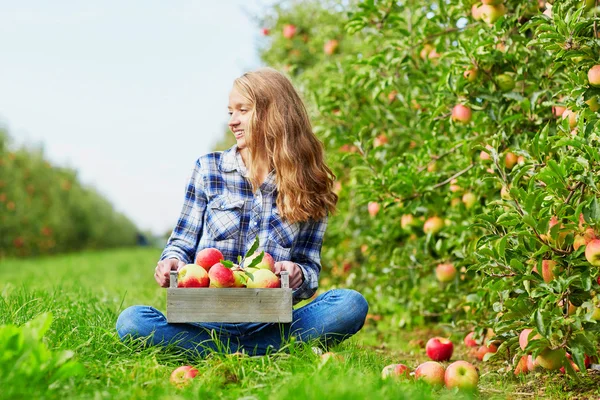 Donna raccolta mele biologiche mature — Foto Stock