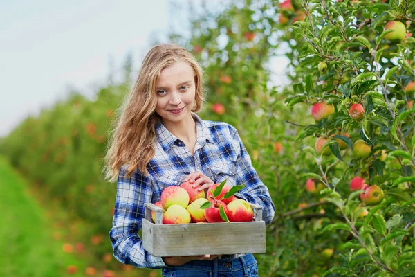 Woman picking ripe organic apples — Stock Photo, Image