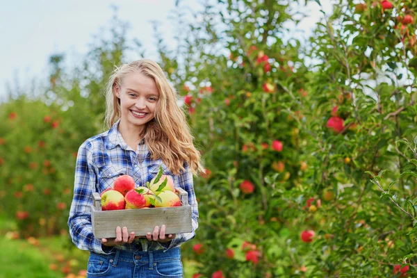 Donna raccolta mele biologiche mature — Foto Stock