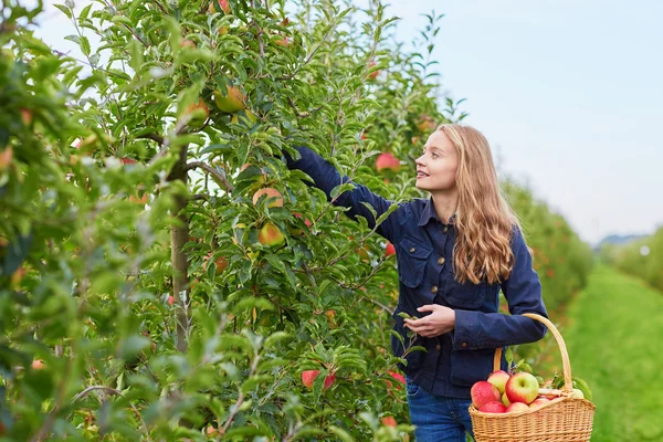 Wanita memetik apel organik matang — Stok Foto