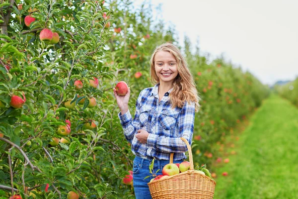 Жінка збирає стиглі органічні яблука — стокове фото