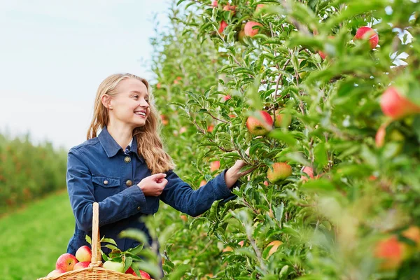 Mujer recogiendo manzanas orgánicas maduras —  Fotos de Stock